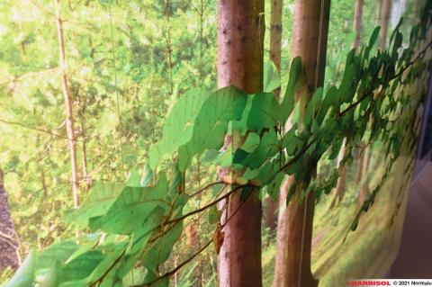 Mur imprimé lumineux Barrisol Layers - motifs arbres